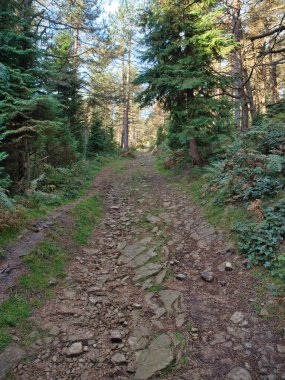 Rural Forest Road with Mountain View - A rugged, winding path leads through a serene pine forest and grassy hills, with a majestic rocky mountain ridge visible in the distance under a dramatic, cloudy sky.