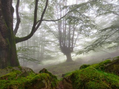 Enchanting misty forest with mossy rocks and path - A serene and magical view of a foggy forest with a path leading between large, moss-covered rocks and old, gnarled trees.