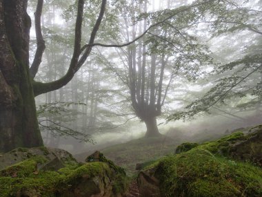 Enchanting misty forest with mossy rocks and path - A serene and magical view of a foggy forest with a path leading between large, moss-covered rocks and old, gnarled trees.