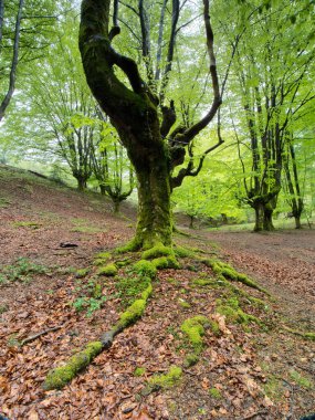 Ancient trees and stream in a magical forest - A serene scene in a mystical forest with an ancient moss-covered tree, a tranquil stream, and gnarled trees under a soft, diffused light.