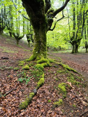 Ancient trees and stream in a magical forest - A serene scene in a mystical forest with an ancient moss-covered tree, a tranquil stream, and gnarled trees under a soft, diffused light.