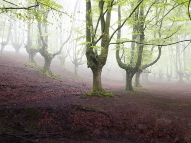 Misty forest of ancient beech trees with green leaves - A wide shot of a tranquil forest with old, gnarled beech trees with fresh green leaves and a carpet of fallen brown leaves on the ground.