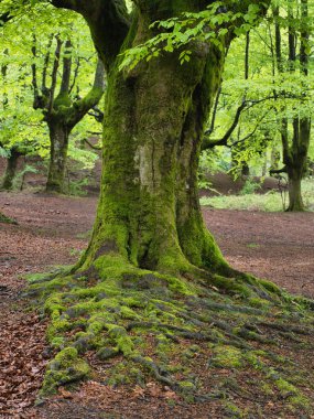 Ancient trees and stream in a magical forest - A serene scene in a mystical forest with an ancient moss-covered tree, a tranquil stream, and gnarled trees under a soft, diffused light.