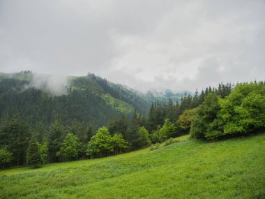 Mountain pasture and misty green forest landscape - A scenic view of a green hillside pasture leading to a dense forest and a foggy valley under a gray, cloudy sky in the Basque Country.