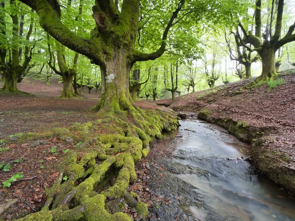 Ancient trees and stream in a magical forest - A serene scene in a mystical forest with an ancient moss-covered tree, a tranquil stream, and gnarled trees under a soft, diffused light.