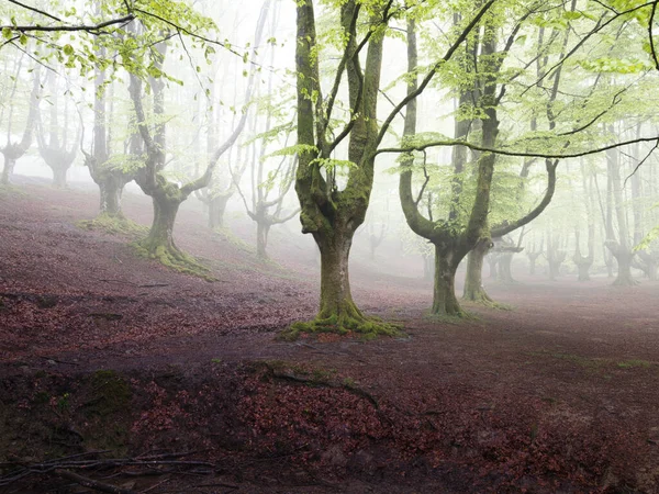 Misty forest of ancient beech trees with green leaves - A wide shot of a tranquil forest with old, gnarled beech trees with fresh green leaves and a carpet of fallen brown leaves on the ground.