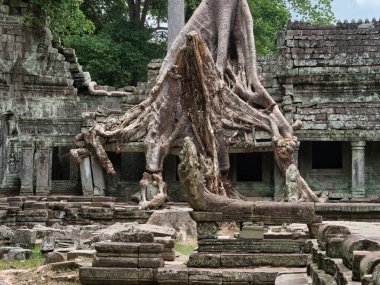Ta Prohm Ağacı Kökleri - Ta Prohm 'daki antik bir tapınak kapısı, geniş bir ağacın kökleriyle kaplanmış, doğanın gücünü vurguluyor..