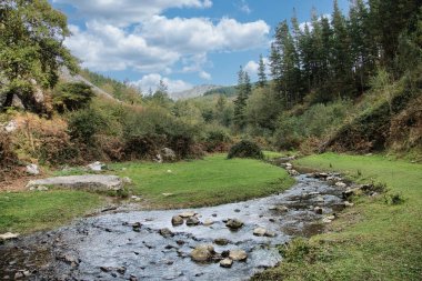 Sunny mountain stream with vibrant green grass - A scenic and tranquil mountain stream flowing through a lush green field surrounded by trees and mountains under a blue sky.