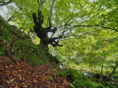 Ancient twisted tree in lush autumn forest - A majestic, ancient tree with gnarled branches standing on a mossy hill with a forest floor covered in fallen autumn leaves.