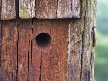 Rustic weathered wood texture with hole - A detailed close-up of a weathered, rustic wooden surface with a small, circular hole and natural cracks and patterns.