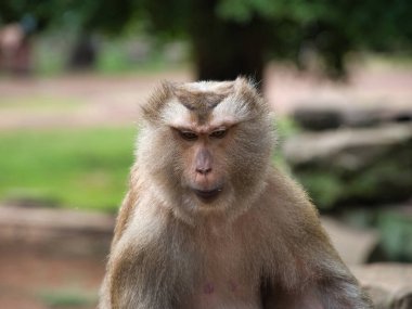 Profile of a macaque monkey eating - A close-up profile shot of a macaque monkey sitting and eating something in a natural, wild environment.