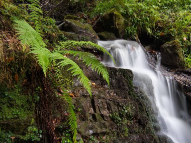 Tranquil forest stream with small waterfall - A serene, long exposure shot of a small waterfall cascading over mossy rocks amidst lush green ferns in a forest.