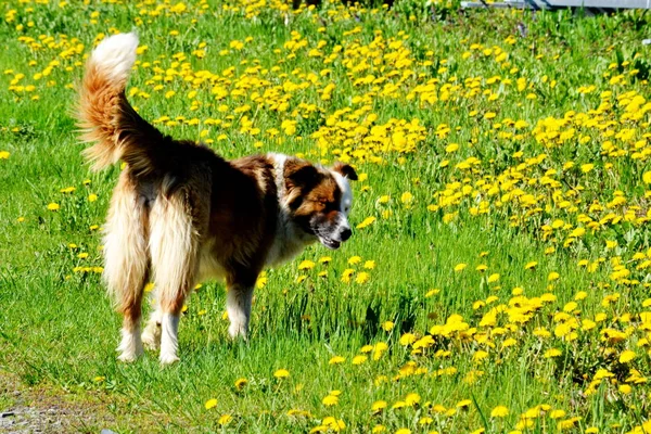 家の動物はその人の生活の中でより大きな役割を果たす — ストック写真