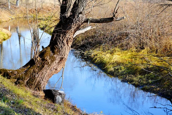 Belle Nature Altaya Plaît Oeil Observateur — Photo