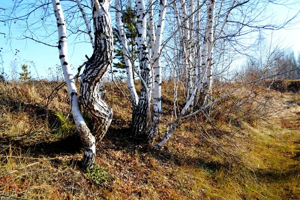 Vacker Natur Altaya Behagar Ögat Watcher — Stockfoto