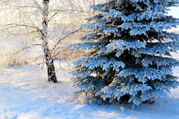 美しい自然 Altaya 監視の目を喜ばす — ストック写真