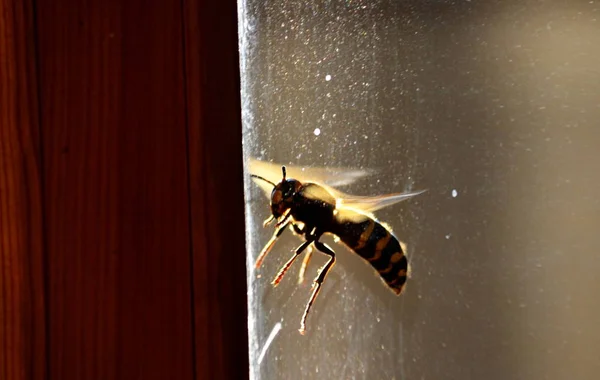 Insectos por aleta y madera — Foto de Stock