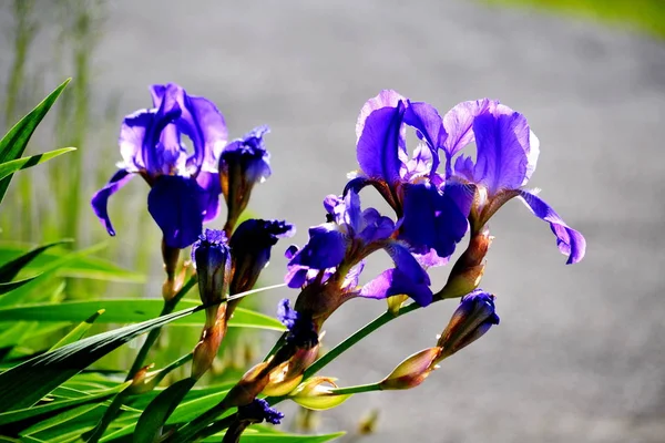 La ripida fioritura Altaya . — Foto Stock