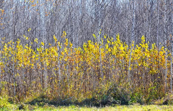 Bella natura Altaya — Foto Stock