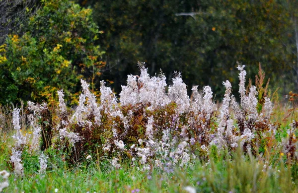 Dikorastuschie Flowerses Altaya の草原に住む写真家の目をしてください — ストック写真