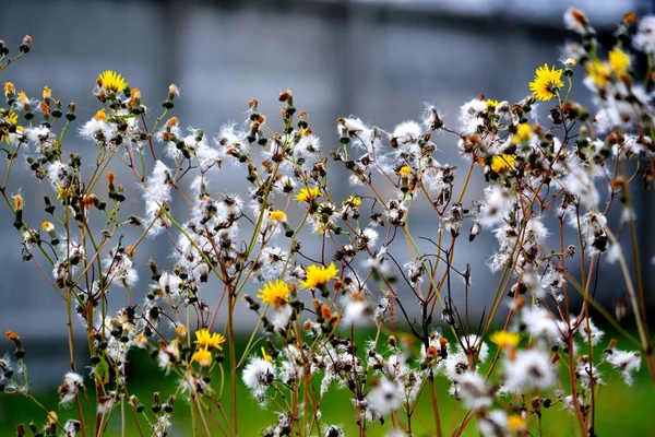 Fotoğrafçının Gözü Bozkırlarında Altaya Dikorastuschie Flowerses Lütfen — Stok fotoğraf