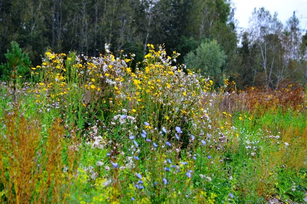 Dikorastuschie Blumen Der Steppe Altaya Bitte Auge Des Fotografen — Stockfoto