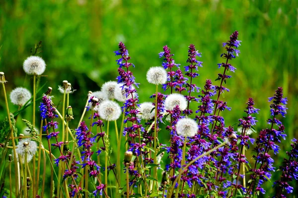 Dikorastuschie Fiori Delle Steppe Altaya Favore Occhio Del Fotografo — Foto Stock