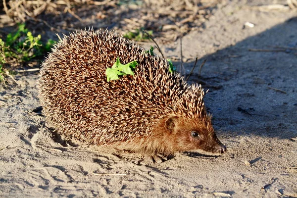 Dzikie zwierzęta Altaya — Zdjęcie stockowe