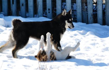 Vahşi animalwild hayvanlar Altaya yaşamak wood, bozkır, dağ ve ahşap, bozkır, dağ ve su sularda Altaya yaşamak