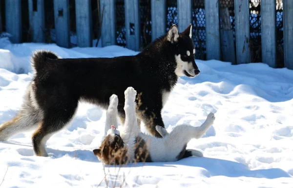 Vahşi animalwild hayvanlar Altaya yaşamak wood, bozkır, dağ ve ahşap, bozkır, dağ ve su sularda Altaya yaşamak