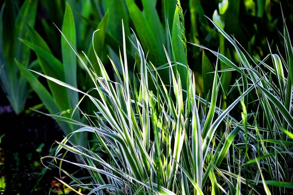 De Flowerses steepe Altaya. — Stockfoto