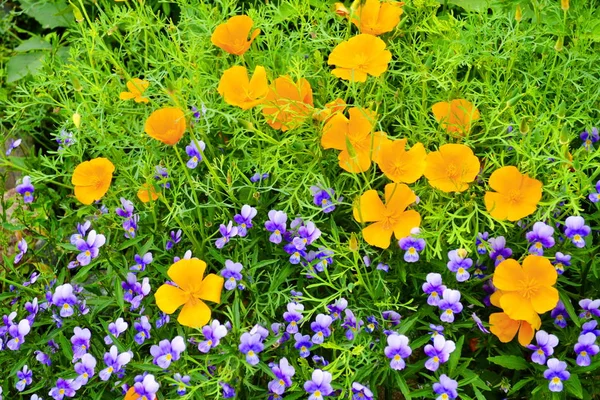 Dikorastuschie Flowerses Stäpperna Altaya Behaga Ögat Fotografen — Stockfoto