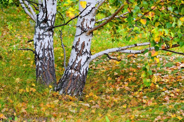 Прекрасна Природа Альтаї Радує Око Спостерігача — стокове фото