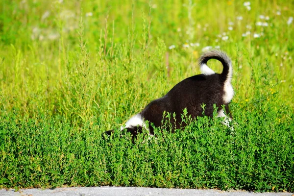 Thuisdieren Spelen Een Grotere Rol Het Leven Van Persoon — Stockfoto