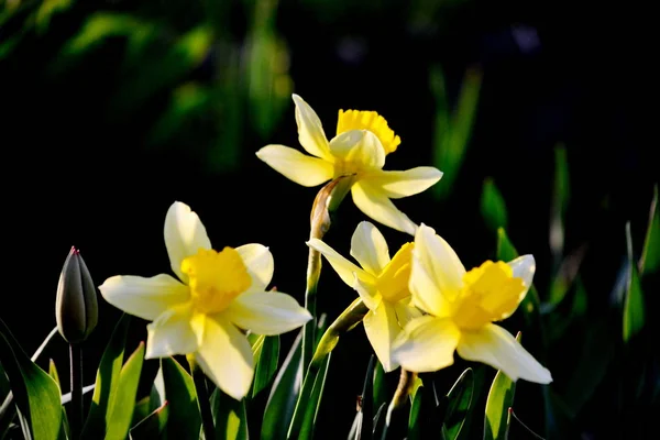 Dikorastuschie Flowerses Steppes Altaya Please Eye Photographer — Stock Photo, Image