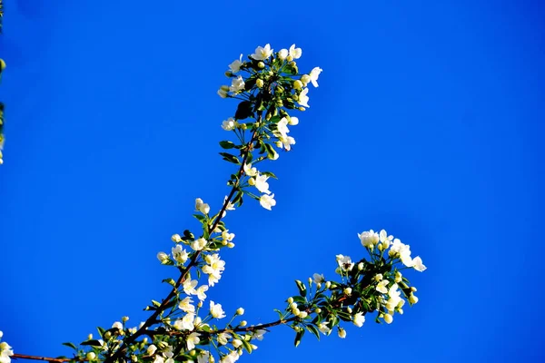 Dikorastuschie Blumen Der Steppe Altaya Bitte Auge Des Fotografen — Stockfoto