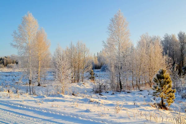 Vakker Natur Altaya Liker – stockfoto