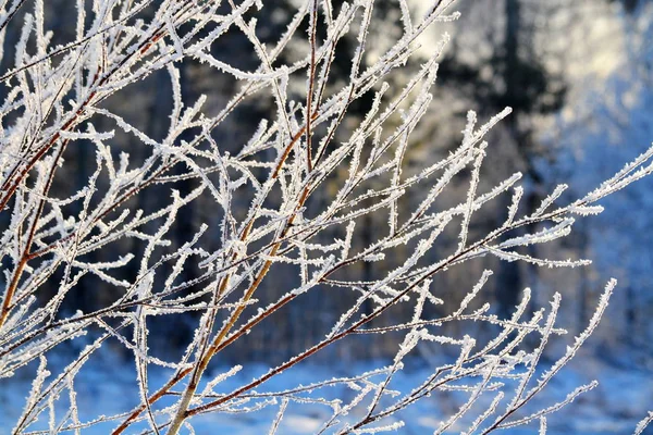 Vacker Natur Altaya Behagar Ögat Watcher — Stockfoto