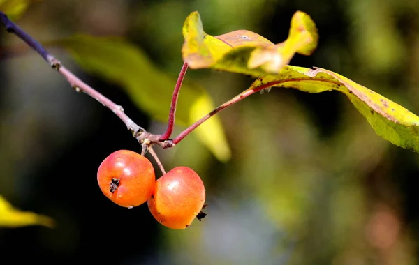 Gyümölcsök, zöldségek, berry Siberia — Stock Fotó
