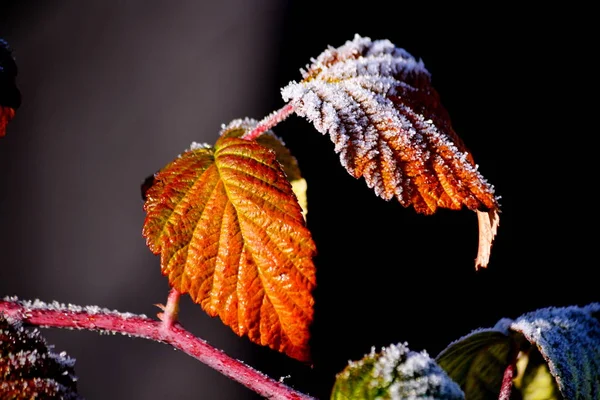 Dikorastuschie Flowerses Stäpperna Altaya Behaga Ögat Fotografen — Stockfoto