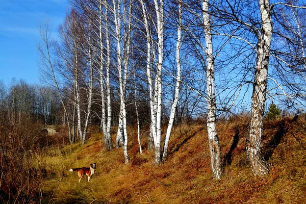 Schöne Natur Altaya Erfreut Das Auge Des Beobachters — Stockfoto