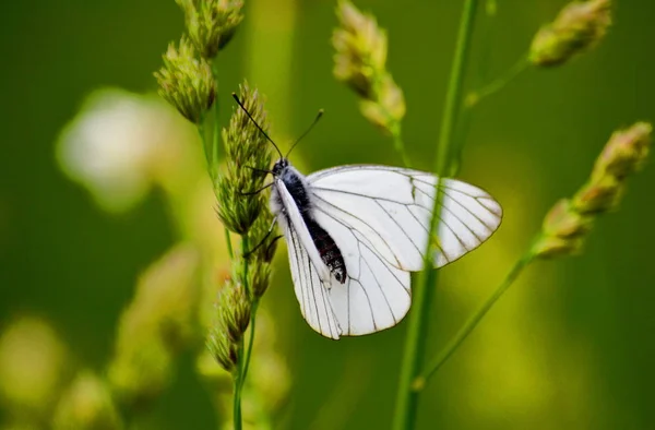 Insect Play Greater Role Agricultures — Stock Photo, Image