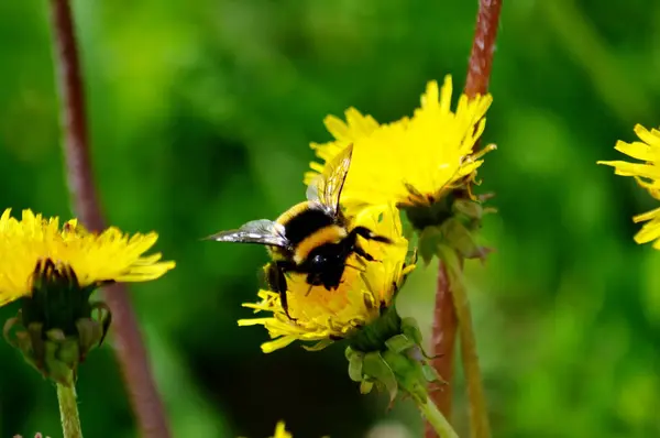 Feld Und Gartenblumen Schmücken Das Leben Des Menschen — Stockfoto