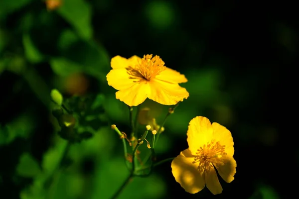 Veld Tuin Flowerses Versieren Leven Van Persoon — Stockfoto