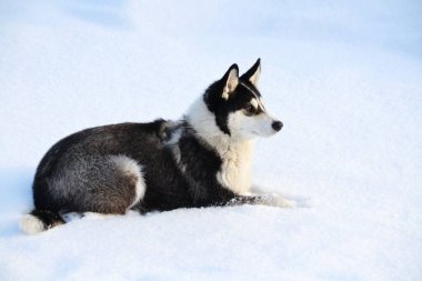 Ev hayvanları kişinin yaşamında daha büyük rol oynar.