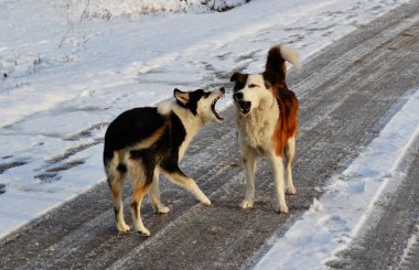 Ev hayvanları kişinin yaşamında daha büyük rol oynar.
