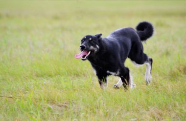 Ev hayvanları kişinin yaşamında daha büyük rol oynar.