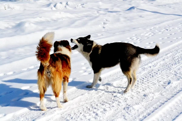 Home animals play greater role in lifes of the person