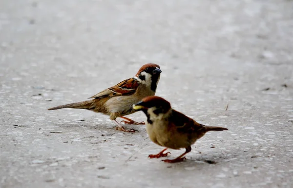 Aves das estepes Altaya — Fotografia de Stock