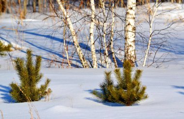 Güzel doğa Altaya farklı ülkeleri ile turist çeken